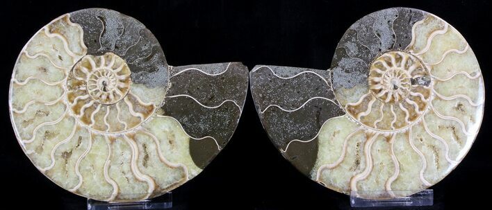 Polished Ammonite Pair - Agatized #37046